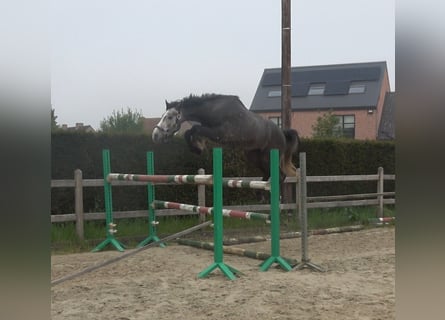 Belgijski koń gorącokrwisty, Wałach, 4 lat, 167 cm, Siwa