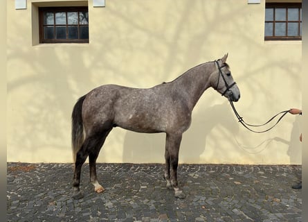 Belgijski koń gorącokrwisty, Wałach, 4 lat, 169 cm, Siwa