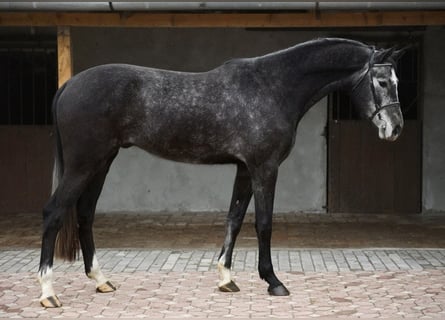 Belgijski koń gorącokrwisty, Wałach, 4 lat, 171 cm, Karosiwa