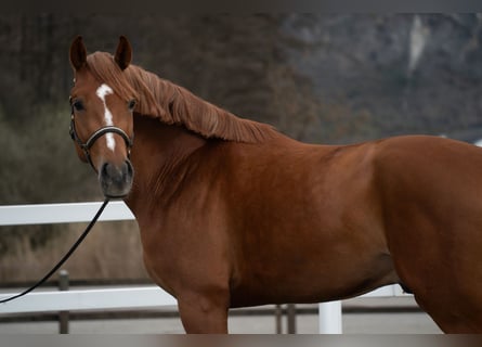 Belgijski koń gorącokrwisty, Wałach, 4 lat, 173 cm, Kasztanowata