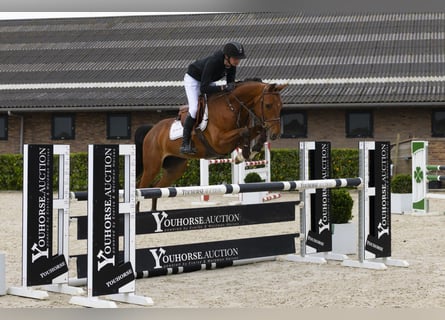 Belgijski koń gorącokrwisty, Wałach, 5 lat, 159 cm, Gniada