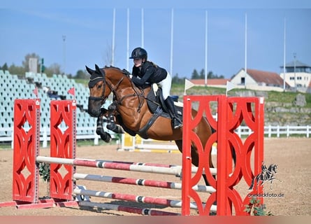 Belgijski koń gorącokrwisty, Wałach, 5 lat, 164 cm, Gniada