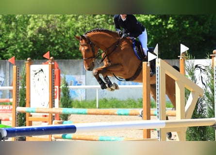 Belgijski koń gorącokrwisty, Wałach, 5 lat, 168 cm
