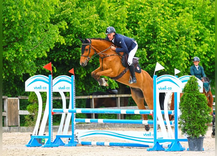 Belgijski koń gorącokrwisty, Wałach, 5 lat, 172 cm, Gniada