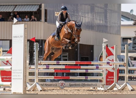 Belgijski koń gorącokrwisty, Wałach, 7 lat, 167 cm, Gniada