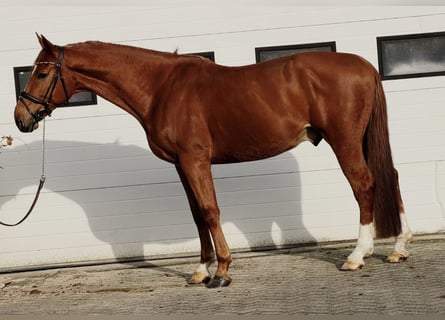 Belgijski koń gorącokrwisty, Wałach, 7 lat, 172 cm, Kasztanowata