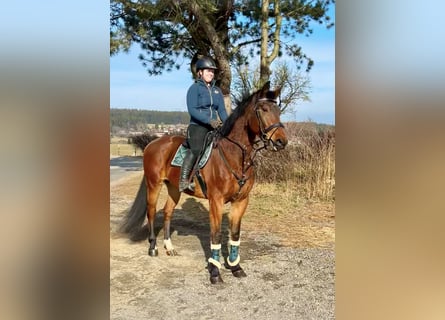 Belgijski koń gorącokrwisty, Wałach, 9 lat, 166 cm, Gniada