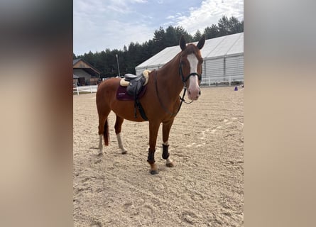 Belgijski koń gorącokrwisty, Wałach, 9 lat, 172 cm, Kasztanowata