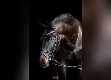 Belgijski koń gorącokrwisty, Wałach, 11 lat, 173 cm, Ciemnogniada