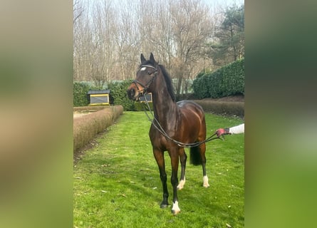 Belgijski koń gorącokrwisty, Wałach, 12 lat, 170 cm, Ciemnogniada