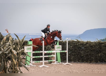 Belgijski koń gorącokrwisty, Wałach, 12 lat, 170 cm, Gniada