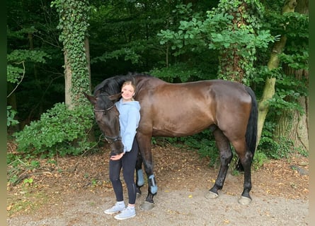 Belgijski koń gorącokrwisty, Wałach, 12 lat, 180 cm, Skarogniada