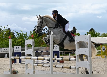 Belgijski koń gorącokrwisty, Wałach, 13 lat, 178 cm, Siwa w hreczce