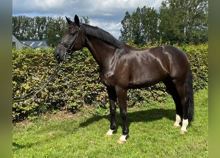 Belgijski koń gorącokrwisty, Wałach, 15 lat, 170 cm, Kara