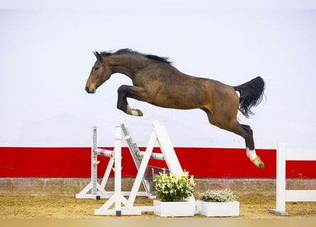 Belgijski koń gorącokrwisty, Wałach, 2 lat, 159 cm, Gniada