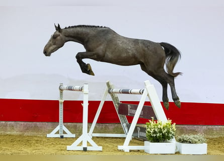 Belgijski koń gorącokrwisty, Wałach, 3 lat, 156 cm, Siwa