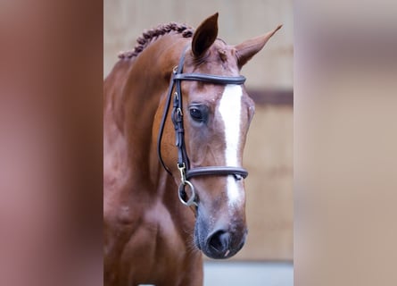 Belgijski koń gorącokrwisty, Wałach, 3 lat, 169 cm, Kasztanowata