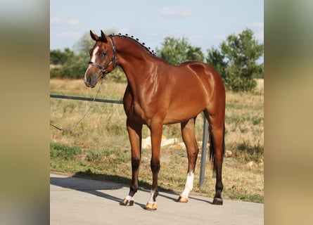 Belgijski koń gorącokrwisty, Wałach, 3 lat, 170 cm, Gniada