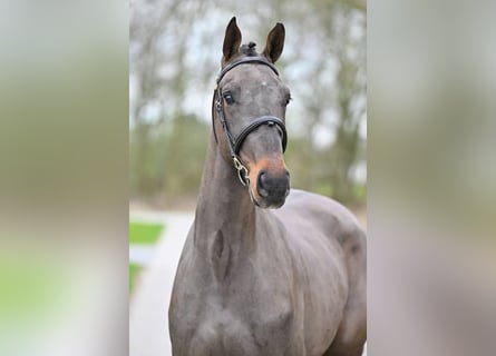 Belgijski koń gorącokrwisty, Wałach, 3 lat, 171 cm, Gniada