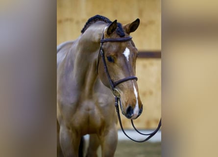 Belgijski koń gorącokrwisty, Wałach, 3 lat, 171 cm, Gniada