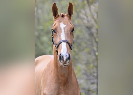 Belgijski koń gorącokrwisty, Wałach, 3 lat, 172 cm, Ciemnokasztanowata