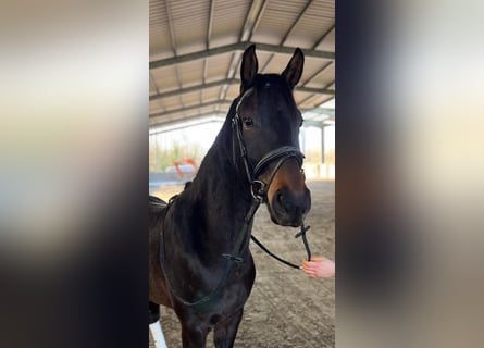 Belgijski koń gorącokrwisty, Wałach, 4 lat, 164 cm, Skarogniada