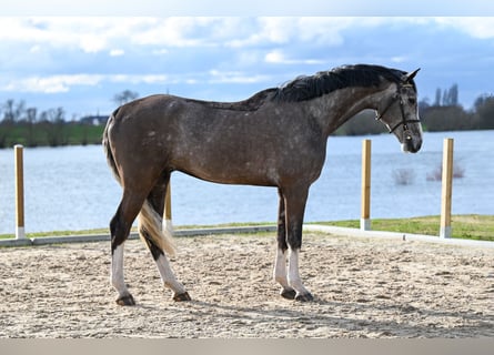 Belgijski koń gorącokrwisty, Wałach, 4 lat, 175 cm, Siwa