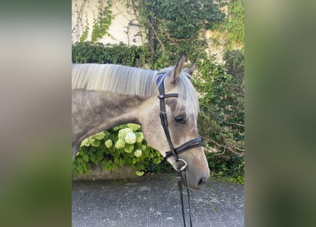 Belgijski koń gorącokrwisty, Wałach, 5 lat, 163 cm, Siwa w hreczce