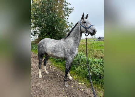 Belgijski koń gorącokrwisty, Wałach, 5 lat, 166 cm, Siwa