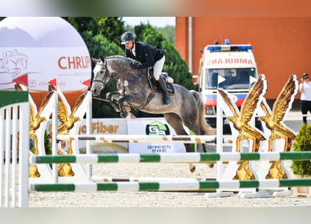 Belgijski koń gorącokrwisty, Wałach, 5 lat, 168 cm, Siwa