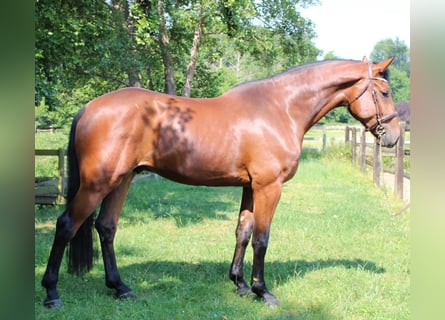 Belgijski koń gorącokrwisty, Wałach, 5 lat, 173 cm, Gniada