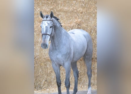 Belgijski koń gorącokrwisty, Wałach, 5 lat, 176 cm, Siwa