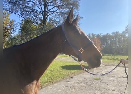 Belgijski koń gorącokrwisty, Wałach, 6 lat, 169 cm, Gniada