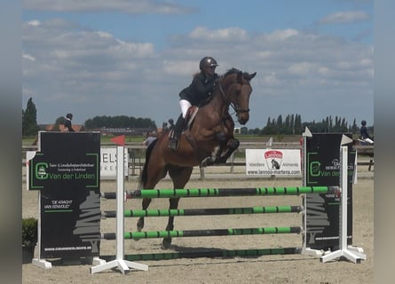 Belgijski koń gorącokrwisty, Wałach, 6 lat, 173 cm, Gniada