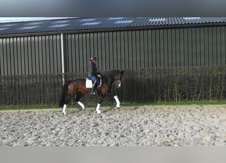 Belgijski koń sportowy, Klacz, 10 lat, 166 cm, Gniada