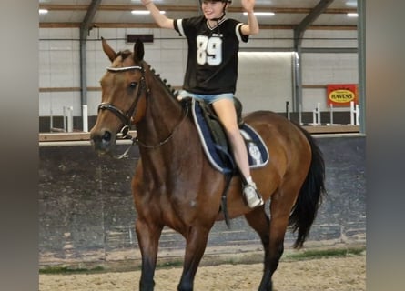Belgijski koń sportowy Mix, Klacz, 11 lat, 161 cm, Gniada