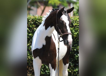 Belgijski koń sportowy, Klacz, 2 lat, 153 cm, Srokata