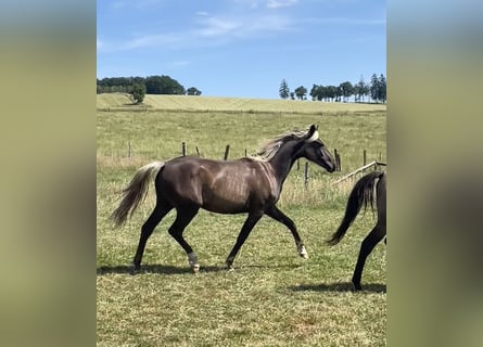 Belgijski koń sportowy Mix, Klacz, 2 lat, 158 cm