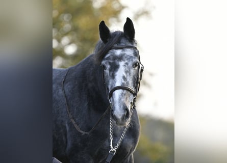 Belgijski koń sportowy, Klacz, 4 lat, 162 cm, Siwa