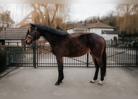 Belgijski koń sportowy, Klacz, 4 lat, 168 cm, Gniada