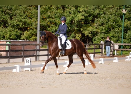 Belgijski koń sportowy, Klacz, 4 lat, 173 cm, Kasztanowata
