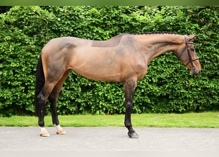 Belgijski koń sportowy, Klacz, 5 lat, 169 cm, Gniada