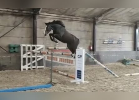 Belgijski koń sportowy, Klacz, 7 lat, 170 cm, Ciemnogniada