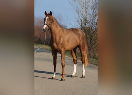 Belgijski koń sportowy, Ogier, 3 lat, 169 cm, Kasztanowata