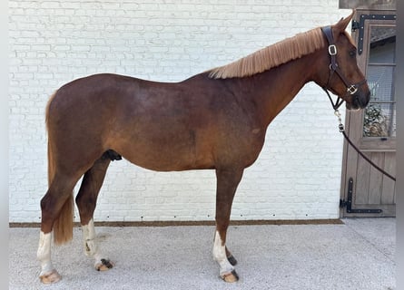 Belgijski koń sportowy, Wałach, 3 lat, 165 cm, Kasztanowata