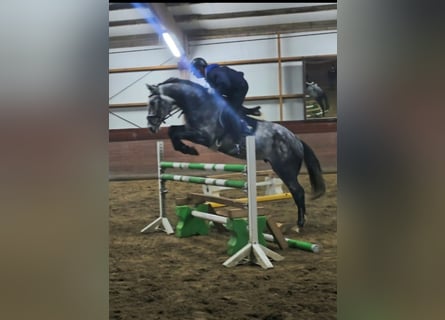 Belgijski koń sportowy, Wałach, 6 lat, 172 cm, Karosiwa