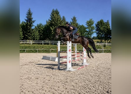 Belgijski koń sportowy, Wałach, 7 lat, 164 cm, Ciemnogniada