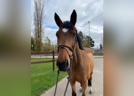 Belgijski koń sportowy, Wałach, 10 lat, 170 cm, Gniada