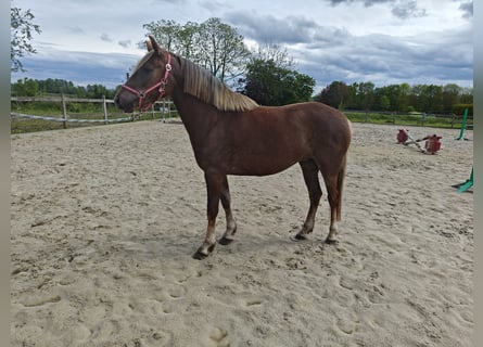 Belgijski wierzchowy, Klacz, 3 lat, 143 cm, Izabelowata