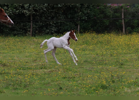 Belgijski wierzchowy, Klacz, Źrebak (01/2026), 148 cm, Tobiano wszelkich maści